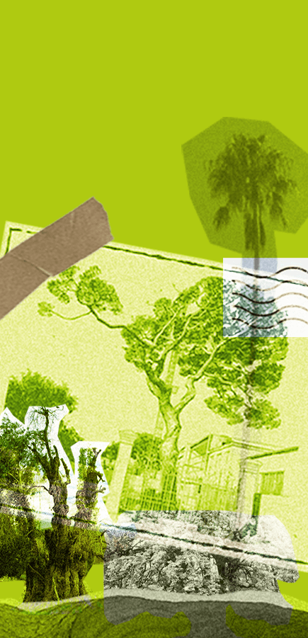 Museo de Árboles Históricos — collage con el pino histórico y palmera sobre fondo verde
